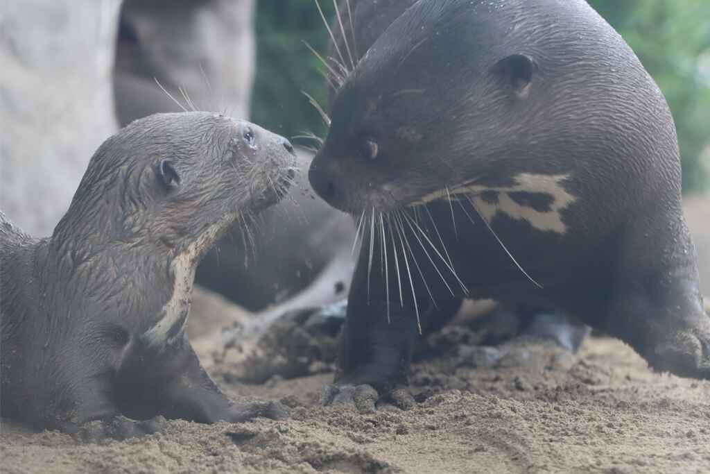 ¡Buena noticia! Nacen dos crías de lobos de río o nutrias gigantes en el Parque de las Leyendas