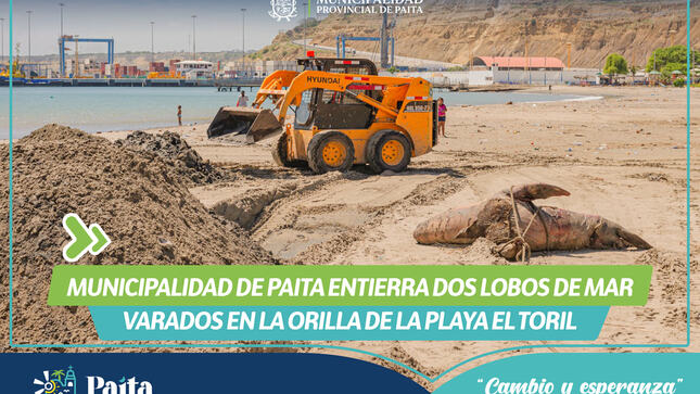Municipalidad de Paita entierra dos lobos de mar 