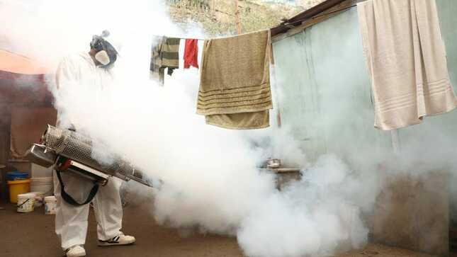 Lucha contra el dengue: control vectorial mitiga al zancudo Aedes aegypti
