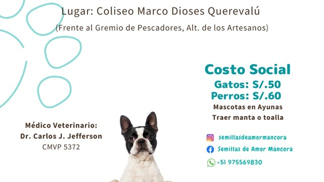  SEMILLAS DE AMOR realizará este miércoles 19 de Julio su próxima CAMPAÑA DE ESTERILIZACIÓN