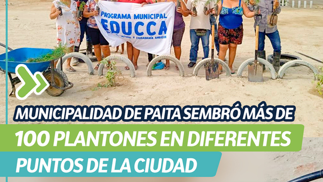 Municipalidad de Paita sembró más de 100 plantones
