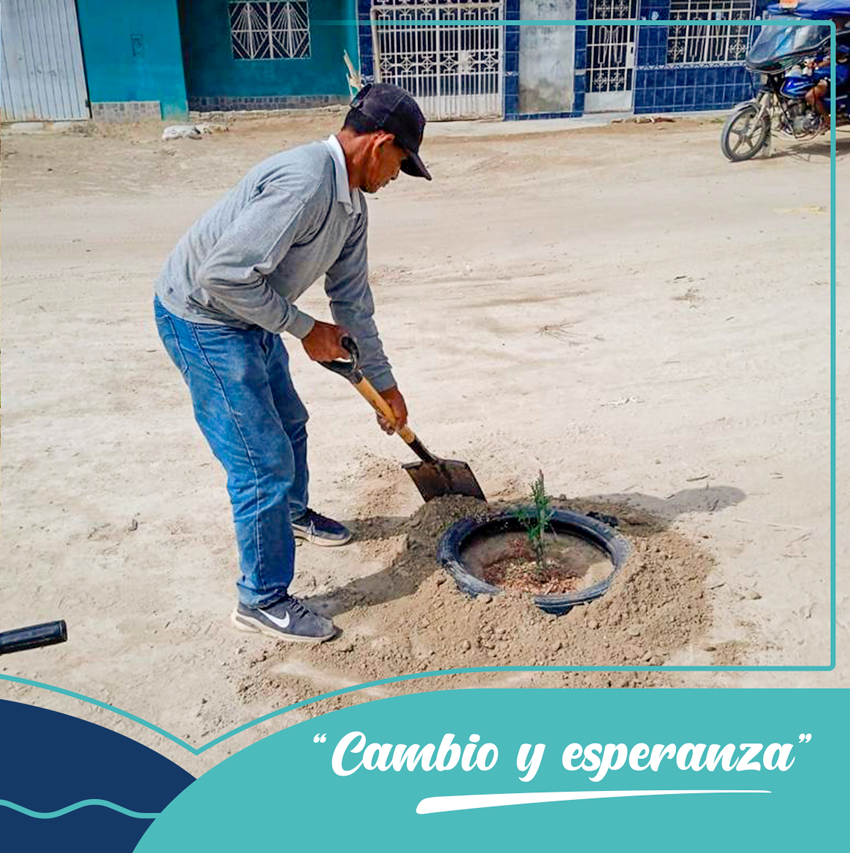 Municipalidad de Paita sembró más de 100 plantones