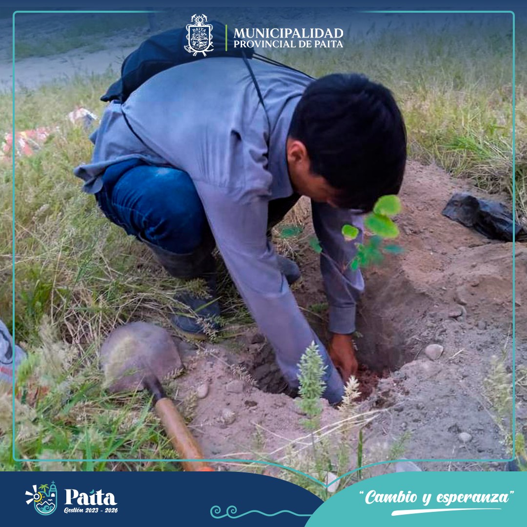 Municipalidad de Paita sembró más de 100 plantones