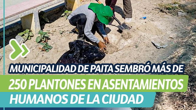 Municipalidad de Paita sembró más de 250 plantones