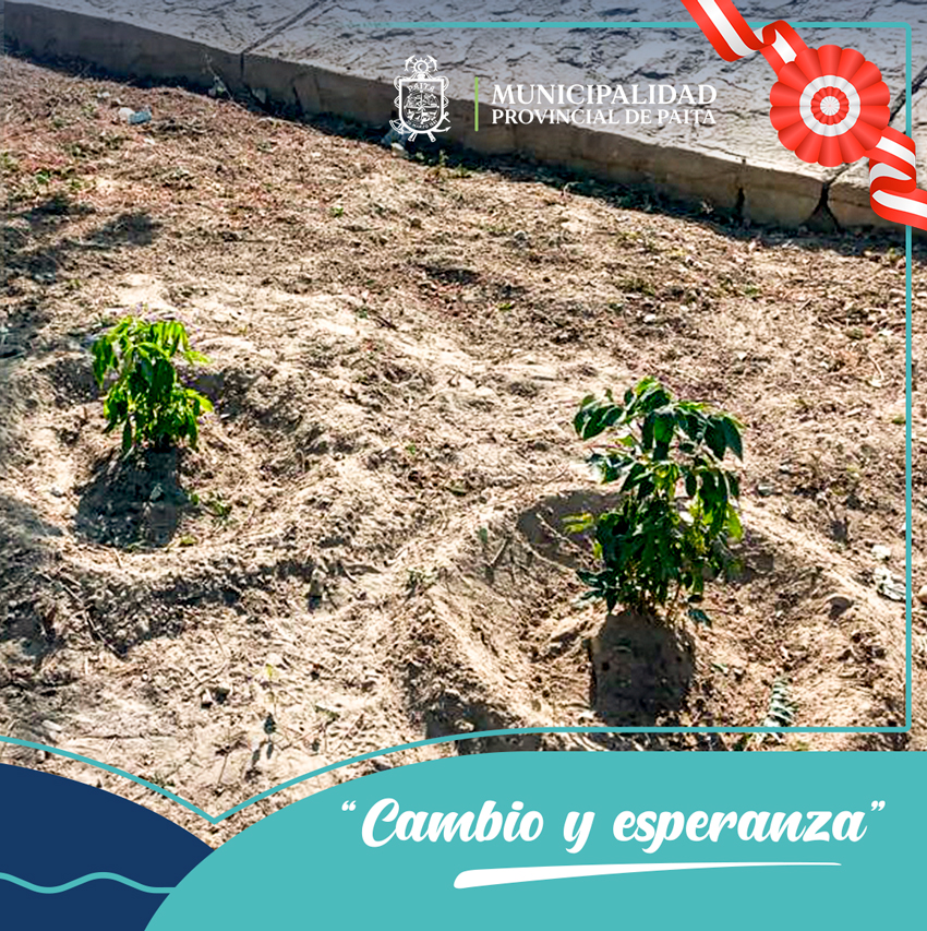 Municipalidad de Paita sembró más de 250 plantones