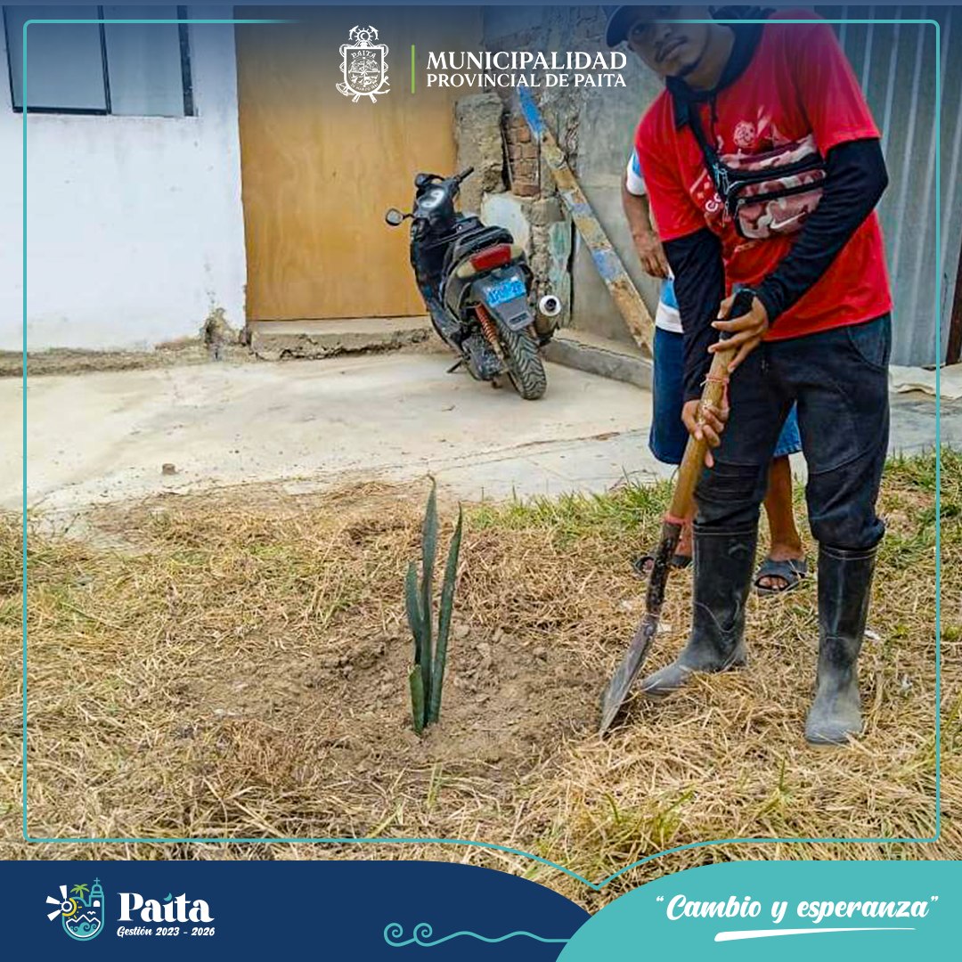 Municipalidad de Paita sembró más de 250 plantones