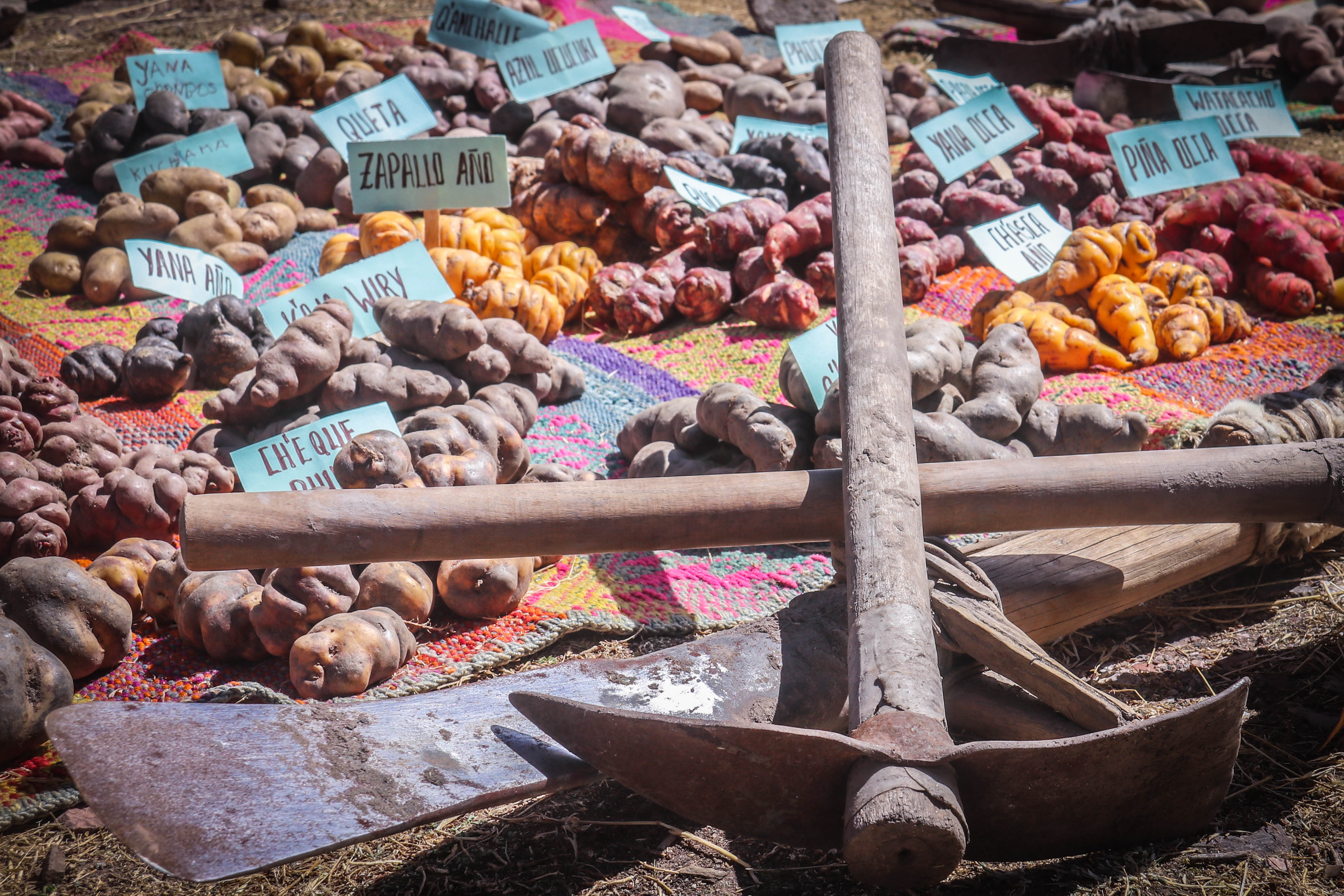 Feria de Exposición de Camélidos Sudamericanos, Agropecuarios y Artesanal Tantamaco 2023