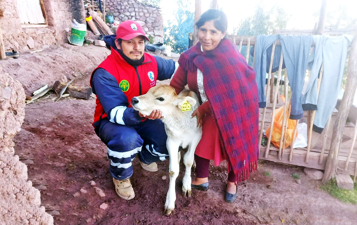Huanta y La Mar registran 40 becerros nacidos por inseminación artificial