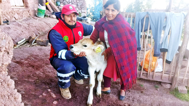 Huanta y La Mar registran 40 becerros nacidos por inseminación artificial