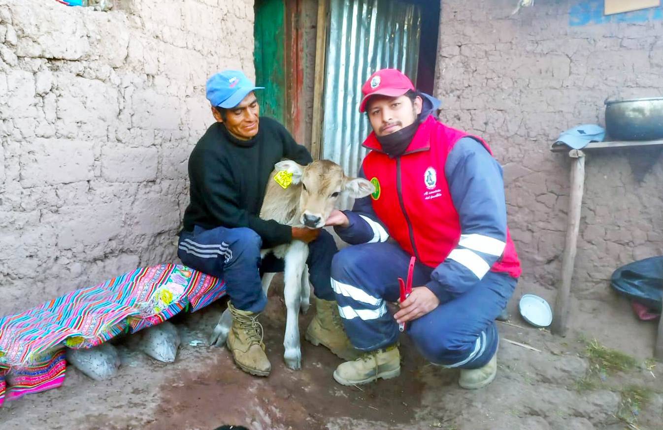 Huanta y La Mar registran 40 becerros nacidos por inseminación artificial