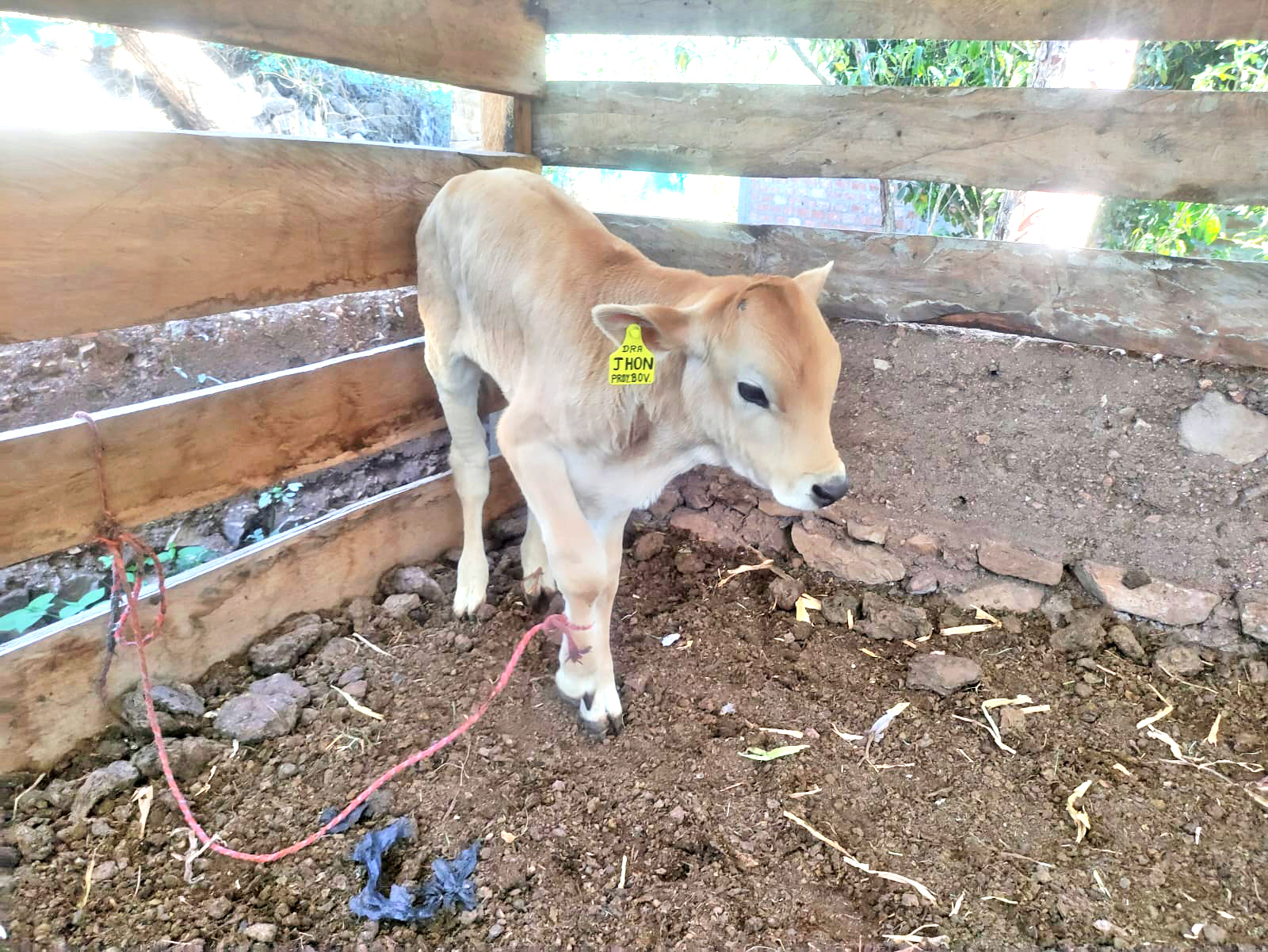 Huanta y La Mar registran 40 becerros nacidos por inseminación artificial