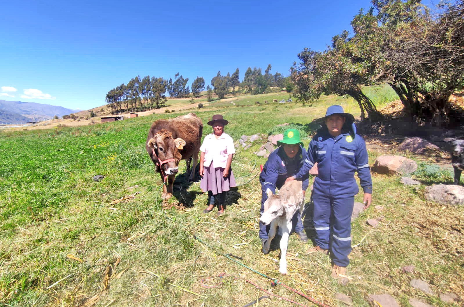 Huanta y La Mar registran 40 becerros nacidos por inseminación artificial