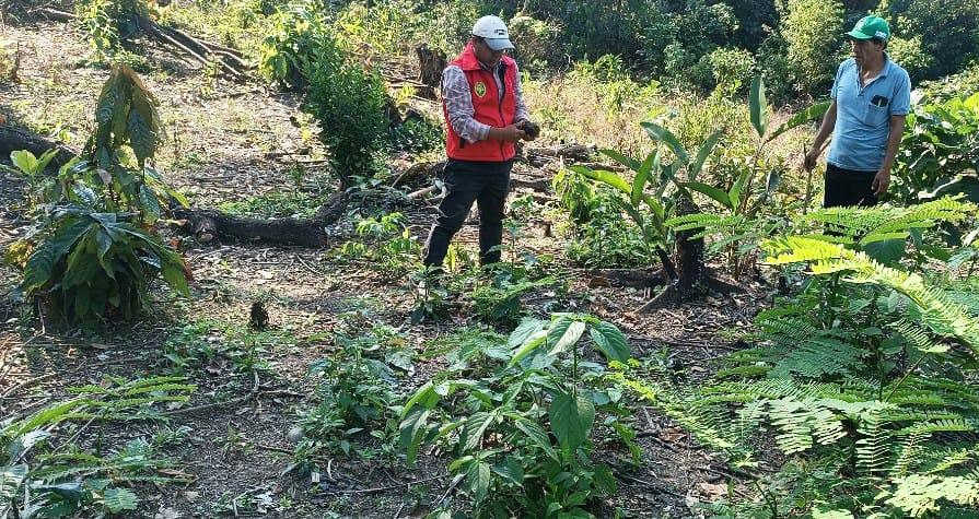 DRA Ayacucho impulsa la producción de cacao y café en Huanta y La Mar