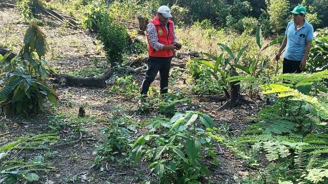 DRA Ayacucho impulsa la producción de cacao y café en Huanta y La Mar