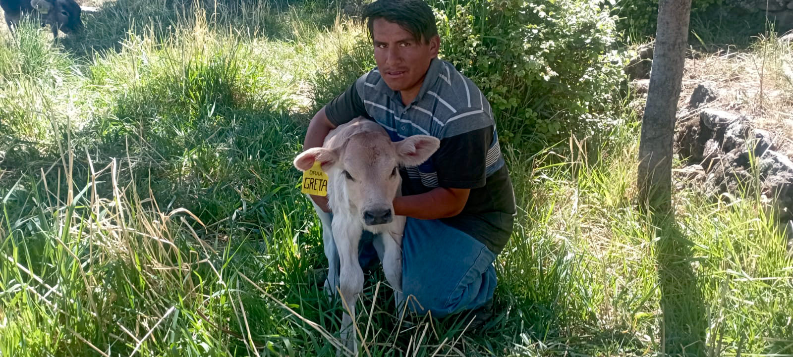 Proyecto Bovina Páucar del Sara Sara realiza registro y aretado de crías por inseminación artificial