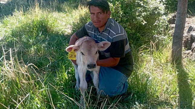 Proyecto Bovina Páucar del Sara Sara realiza registro y aretado de crías por inseminación artificial