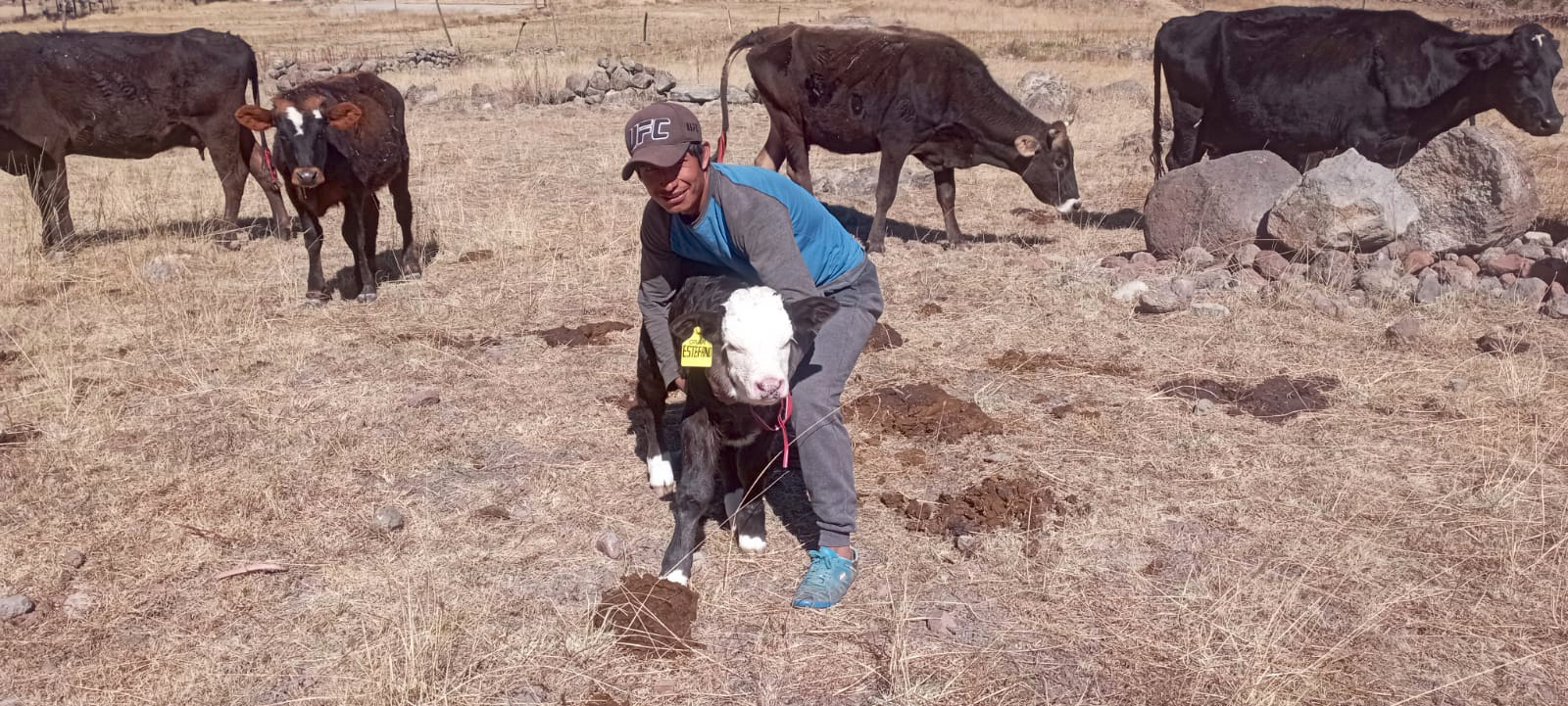 Proyecto Bovina Páucar del Sara Sara realiza registro y aretado de crías por inseminación artificial