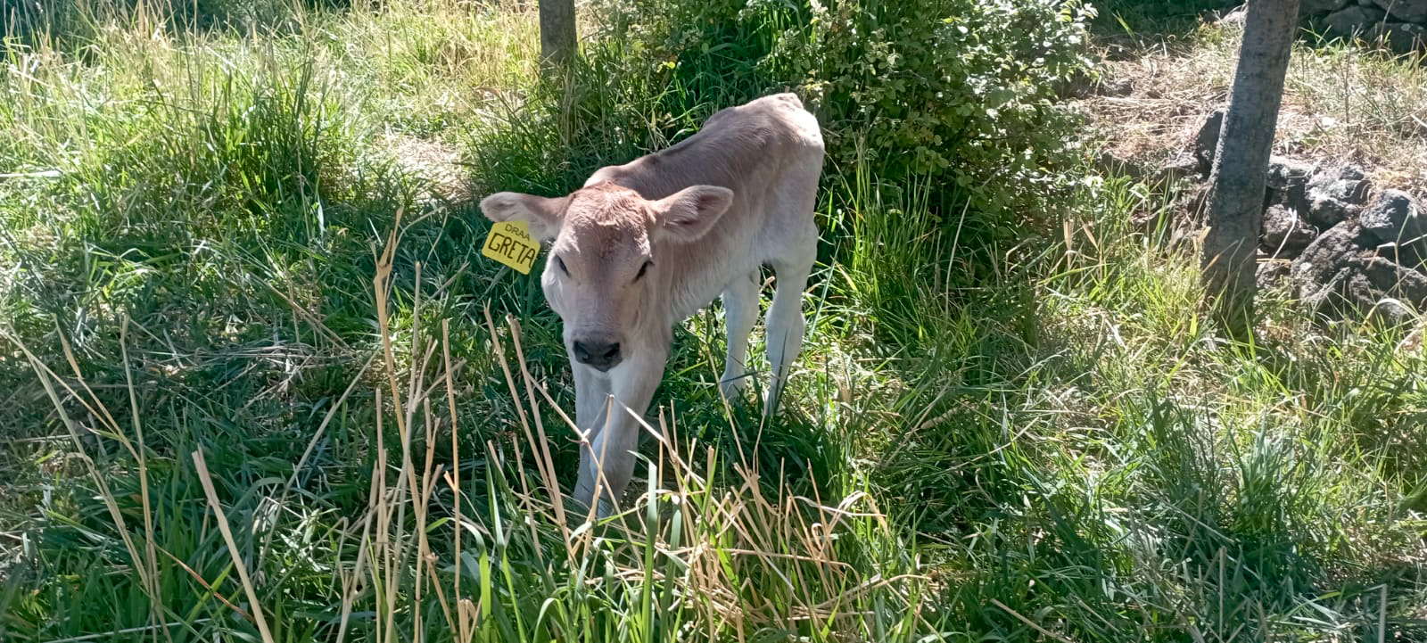 Proyecto Bovina Páucar del Sara Sara realiza registro y aretado de crías por inseminación artificial