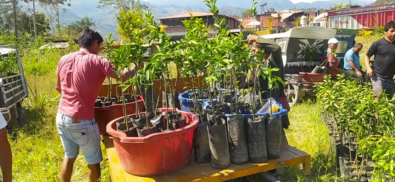 Llochegua se beneficia con la entrega de 4000 plantones de cítricos del Proyecto Agroforestal Huanta y La Mar