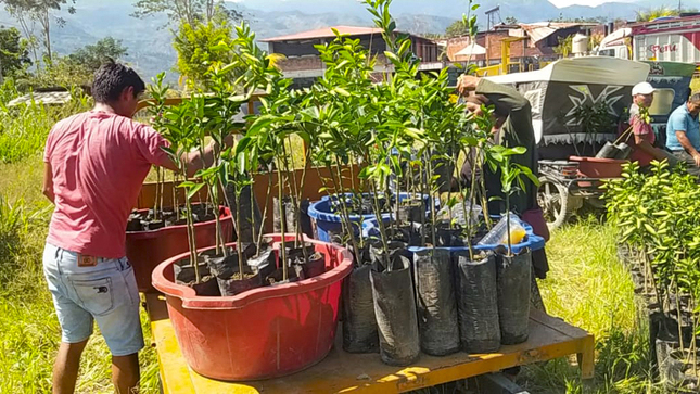Llochegua se beneficia con la entrega de 4000 plantones de cítricos del Proyecto Agroforestal Huanta y La Mar