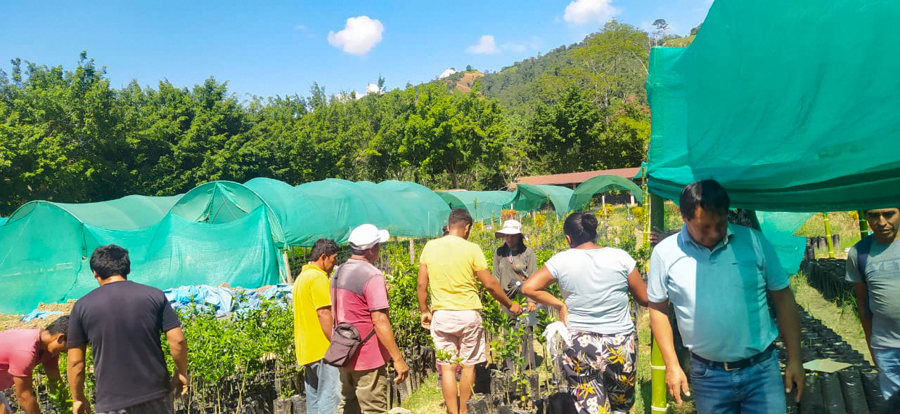 Llochegua se beneficia con la entrega de 4000 plantones de cítricos del Proyecto Agroforestal Huanta y La Mar