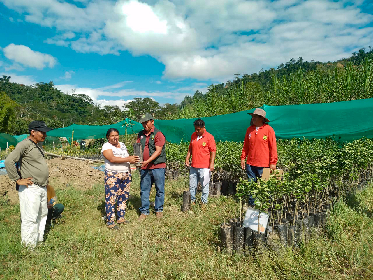 Llochegua se beneficia con la entrega de 4000 plantones de cítricos del Proyecto Agroforestal Huanta y La Mar
