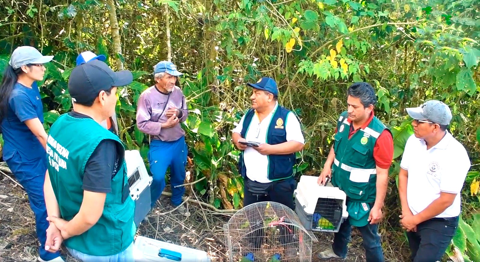 Dirección Regional de Agricultura Ayacucho libera coatíes y loros cabeza azul.