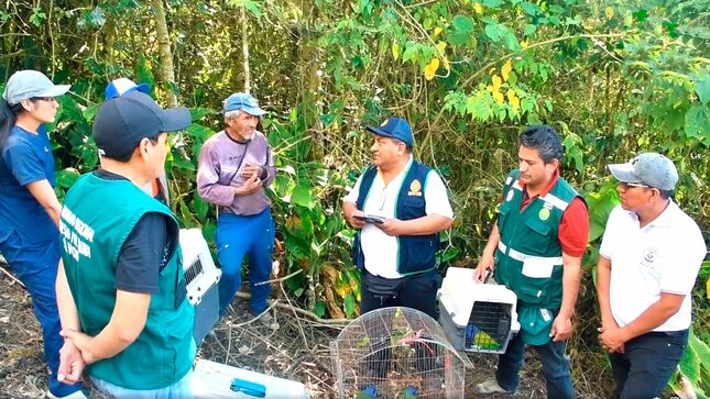 Dirección Regional de Agricultura Ayacucho libera coatíes y loros cabeza azul.