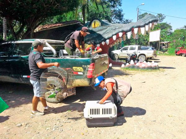 Dirección Regional de Agricultura Ayacucho libera coatíes y loros cabeza azul.