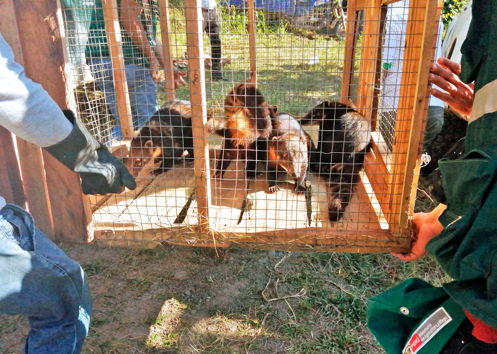 Dirección Regional de Agricultura Ayacucho libera coatíes y loros cabeza azul.