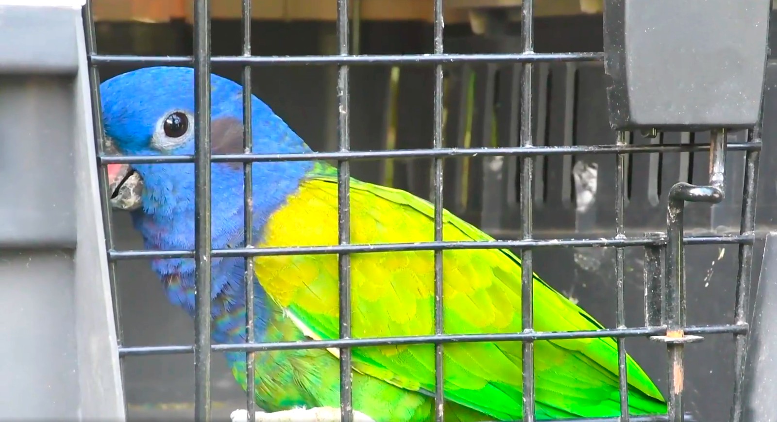 Dirección Regional de Agricultura Ayacucho libera coatíes y loros cabeza azul.