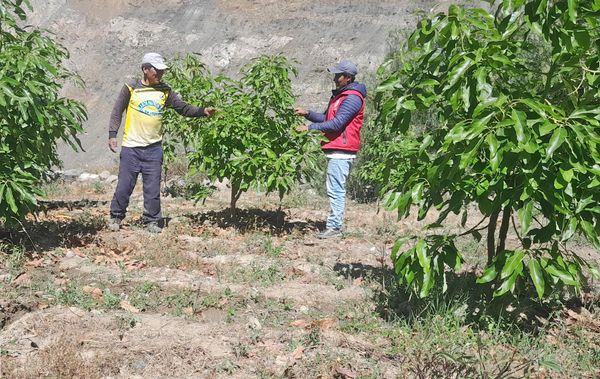 Proyecto Palto Sur inició identificación de terrenos para instalación de plantones de palto