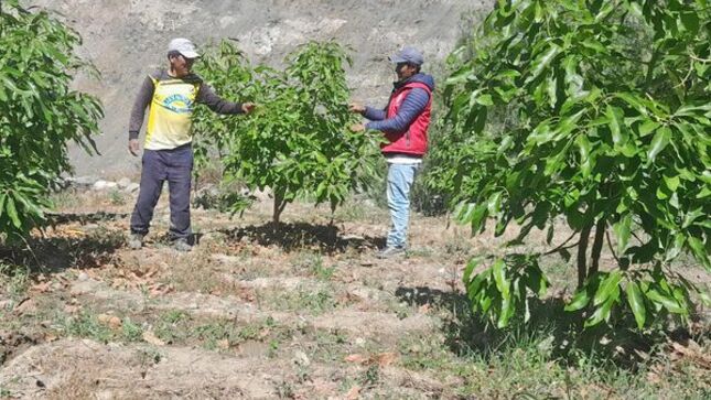 Proyecto Palto Sur inició identificación de terrenos para instalación de plantones de palto