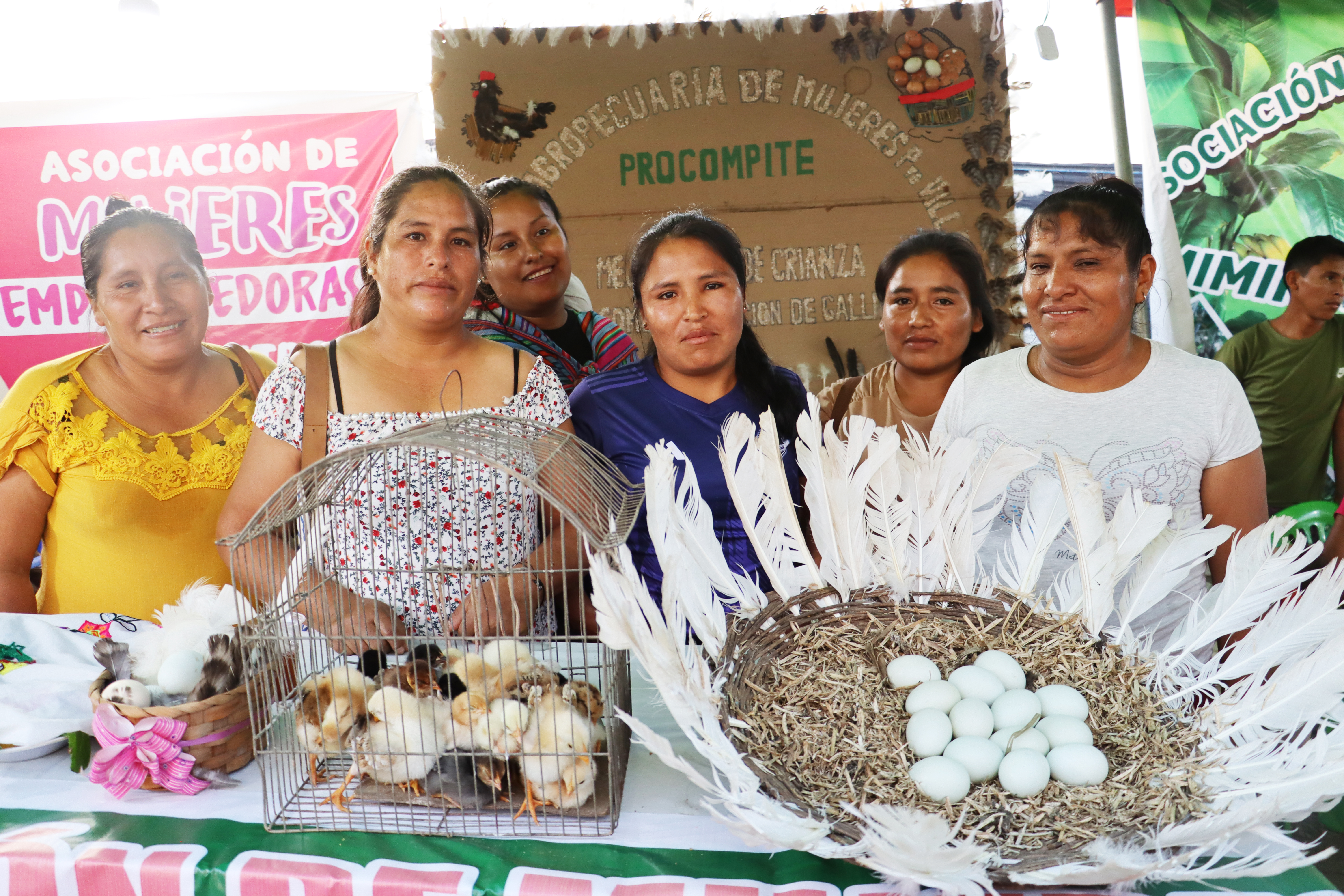 Productores criadores de gallinas