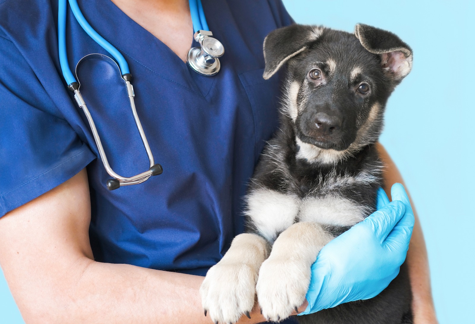 Sepa cómo elegir servicios veterinarios para no poner en riesgo
a su mascota