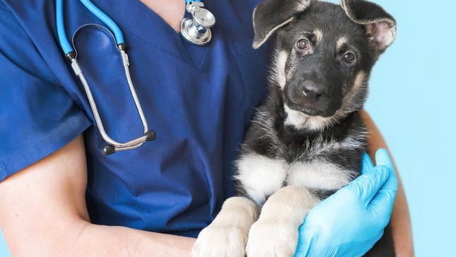 Sepa cómo elegir servicios veterinarios para no poner en riesgo 
a su mascota
