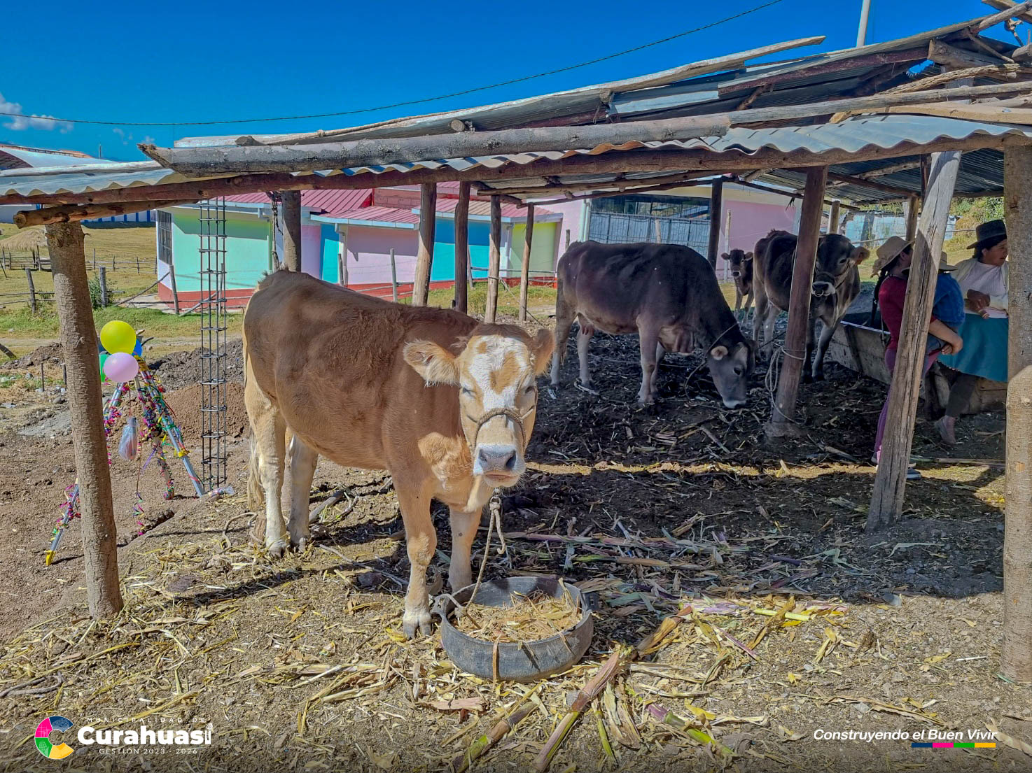 Proyecto Vacunos Inicio con la Construcción de Establos Ganaderos en Rumi Huasi.