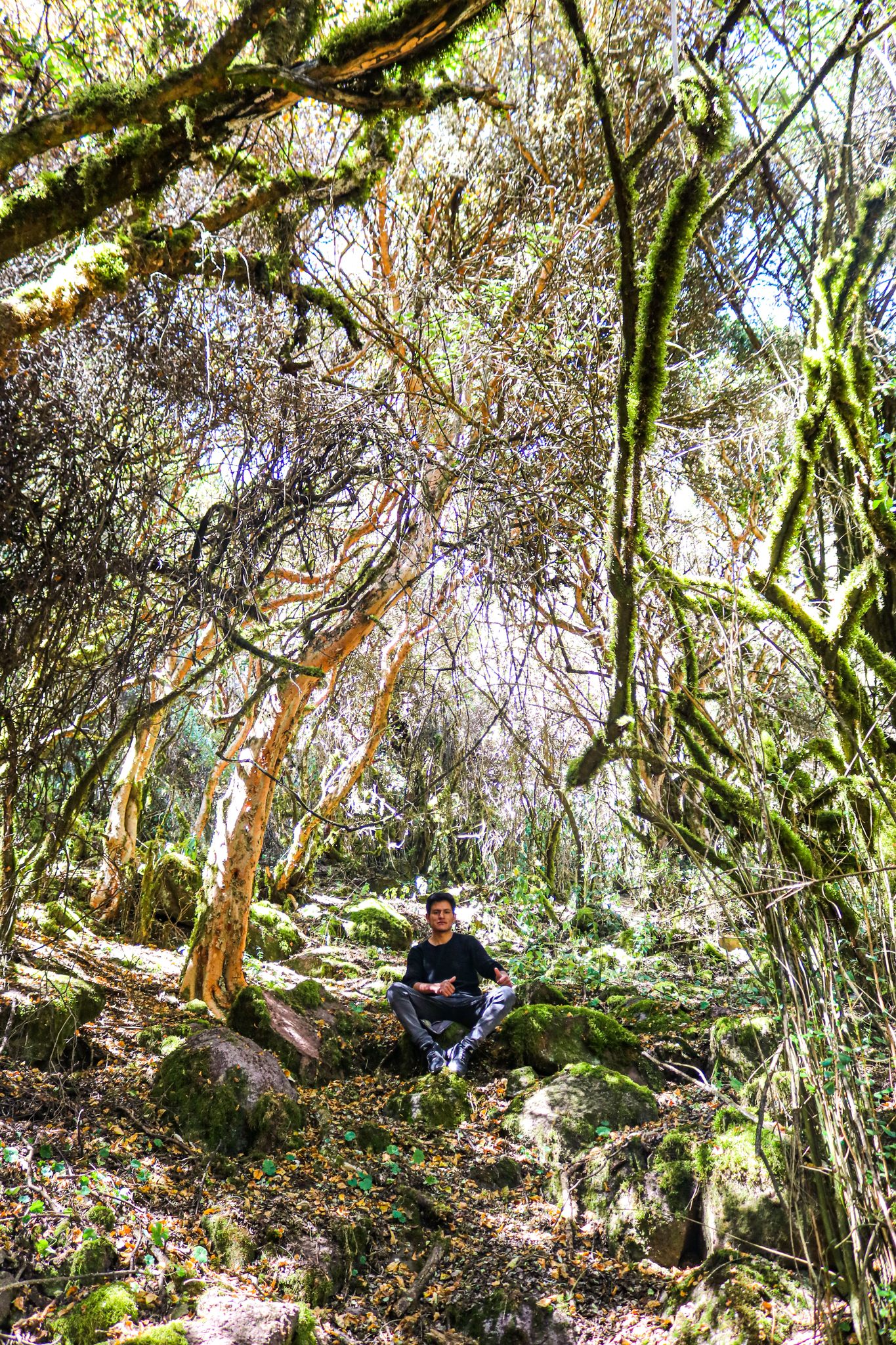 Bosque de las Uncas