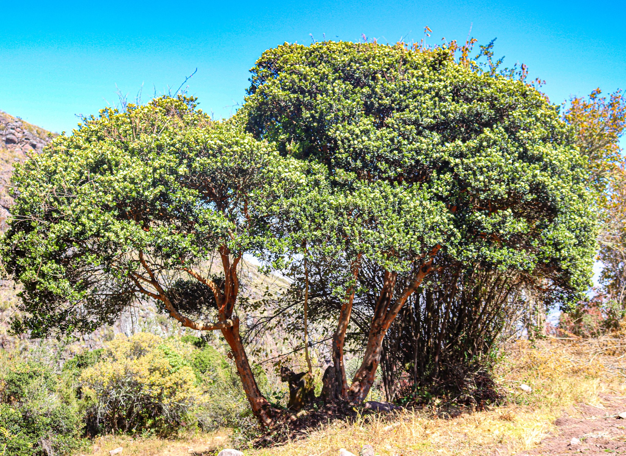 Bosque de las Uncas