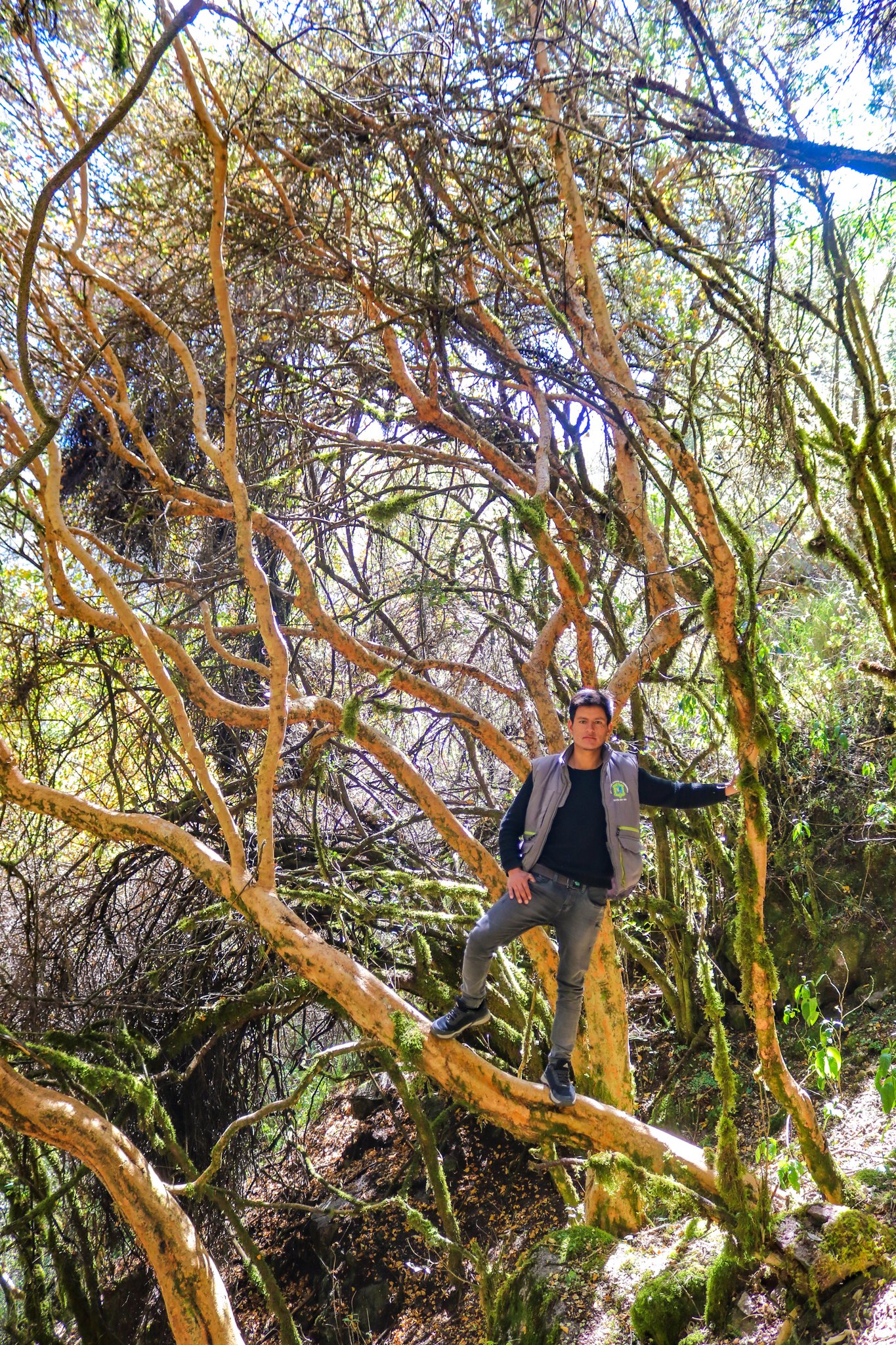 Bosque de las Uncas