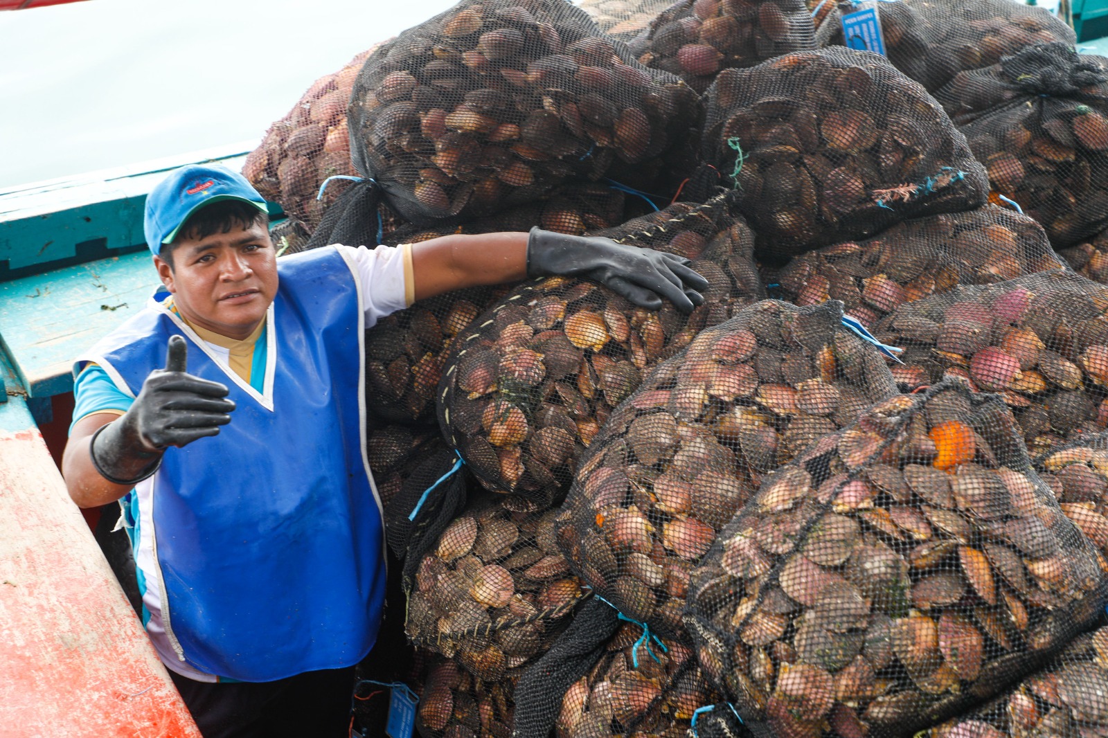 Produce trasfiere más de S/49 millones para la reactivación económica de la maricultura de conchas de abanico en Piura