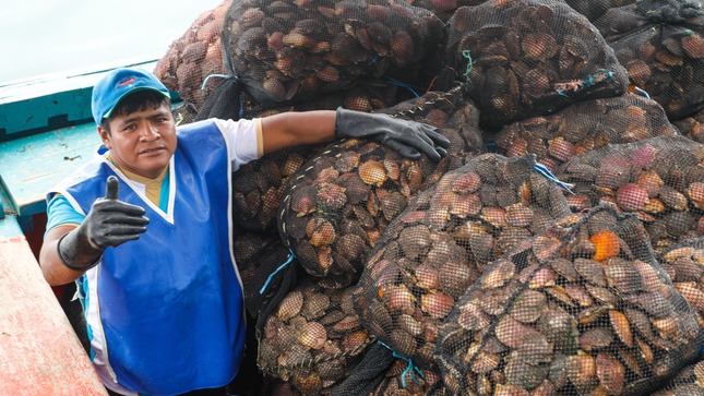 Produce trasfiere más de S/49 millones para la reactivación económica de la maricultura de conchas de abanico en Piura