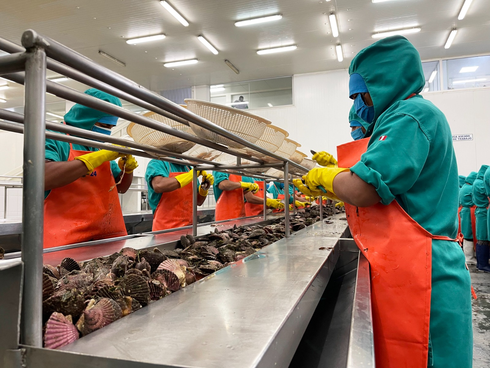 Produce trasfiere más de S/49 millones para la reactivación económica de la maricultura de conchas de abanico en Piura
