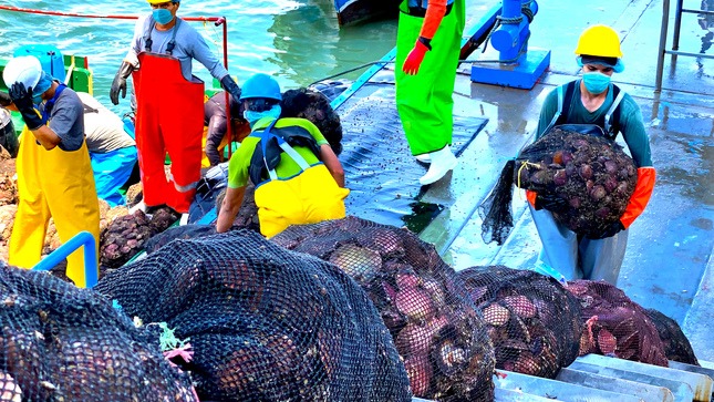 Produce trasfiere más de S/49 millones para la reactivación económica de la maricultura de conchas de abanico en Piura