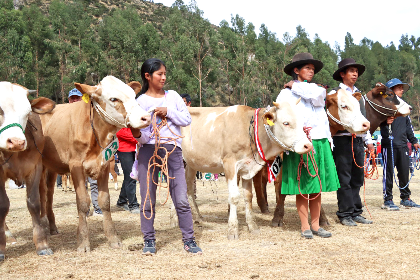 Lucanas registra 7 crías nacidas por transferencia de embriones y 920 por inseminación artificial