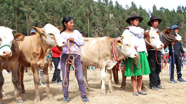 Lucanas registra 7 crías nacidas por transferencia de embriones y 920 por inseminación artificial