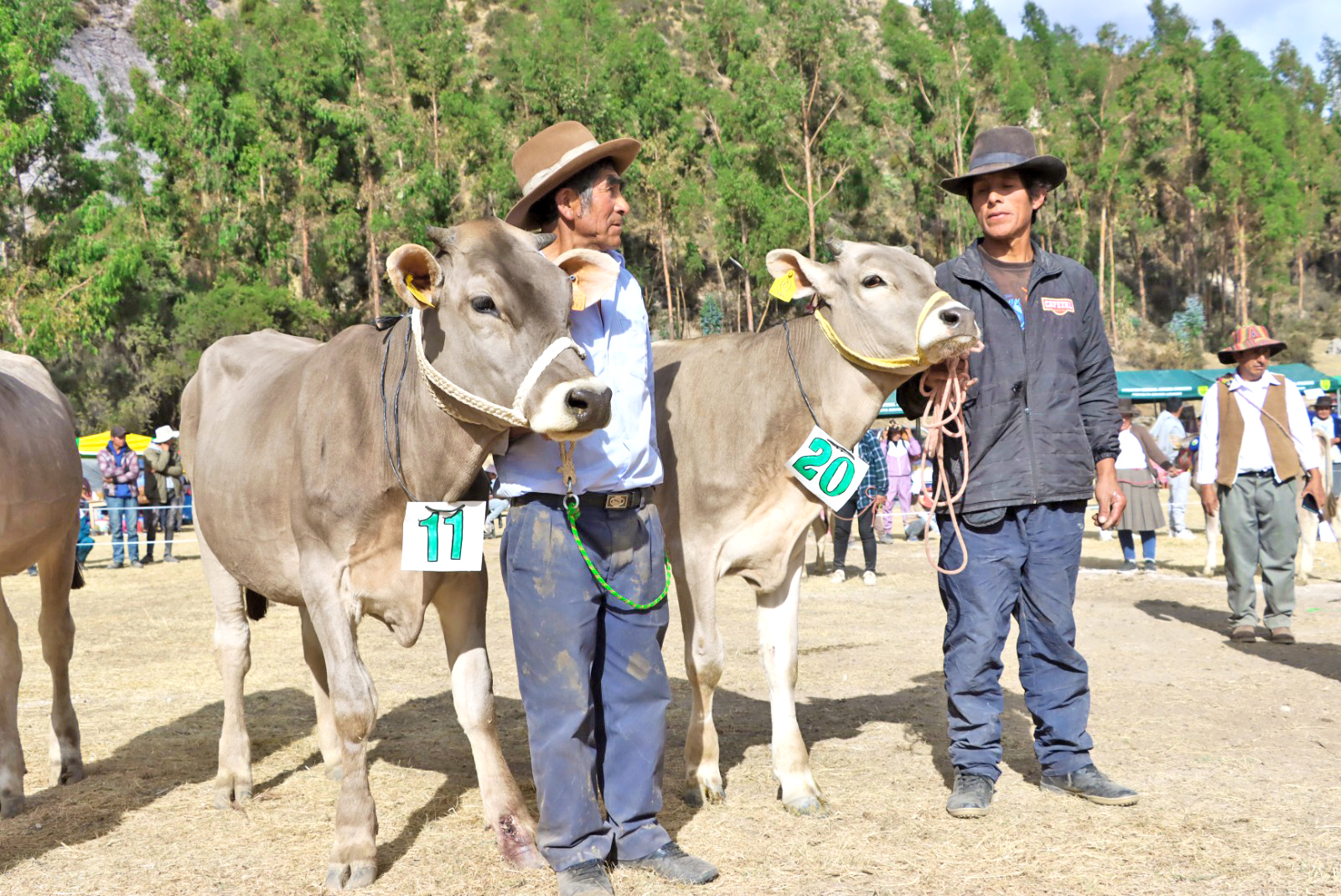 Lucanas registra 7 crías nacidas por transferencia de embriones y 920 por inseminación artificial
