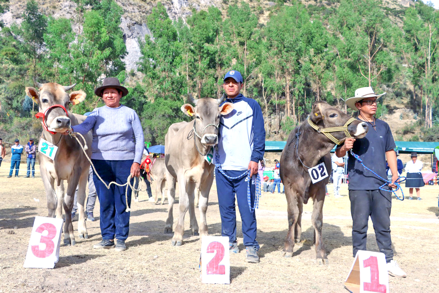 Lucanas registra 7 crías nacidas por transferencia de embriones y 920 por inseminación artificial