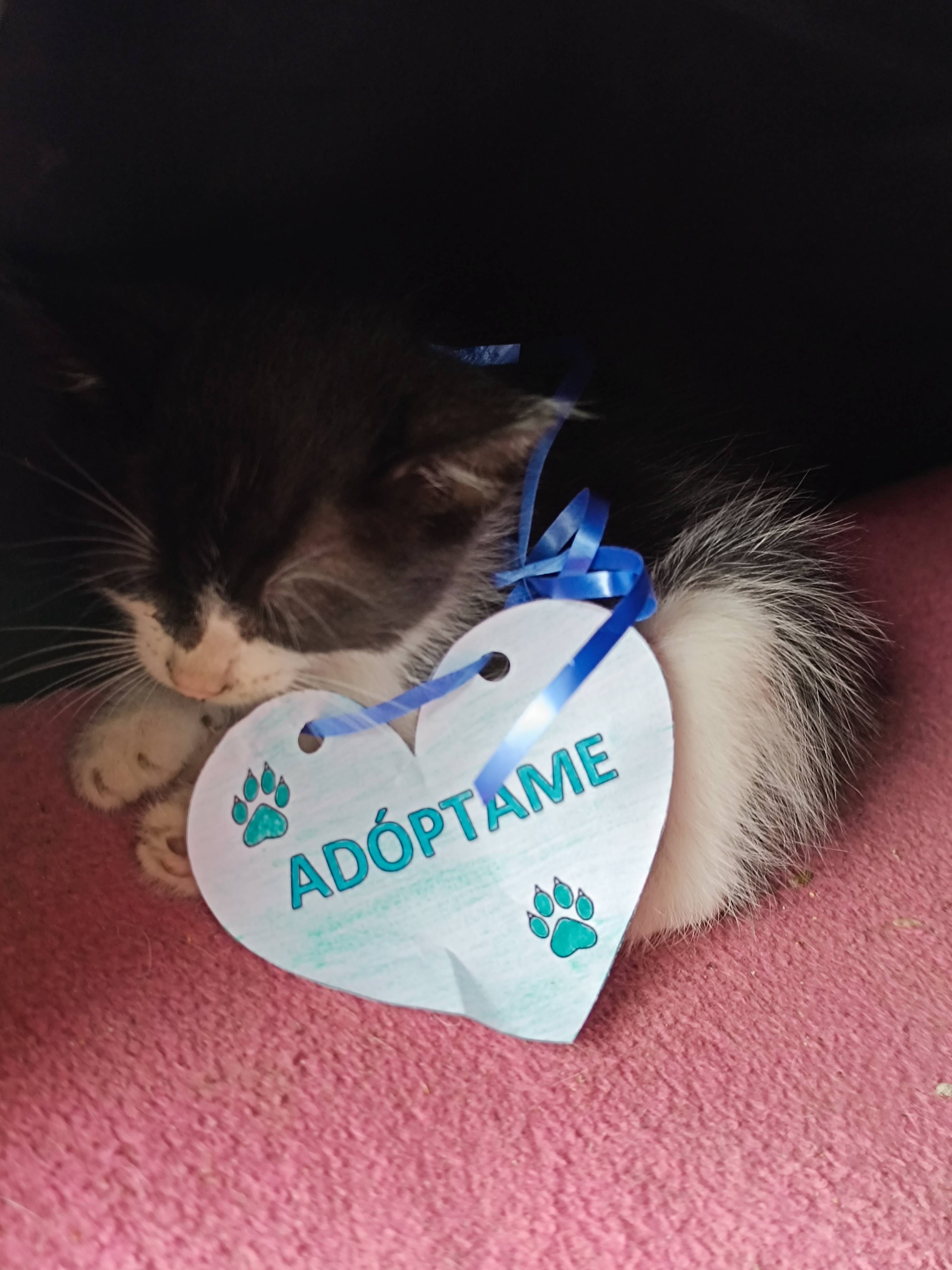 Gatitos en adopción para los amantes de los felinos