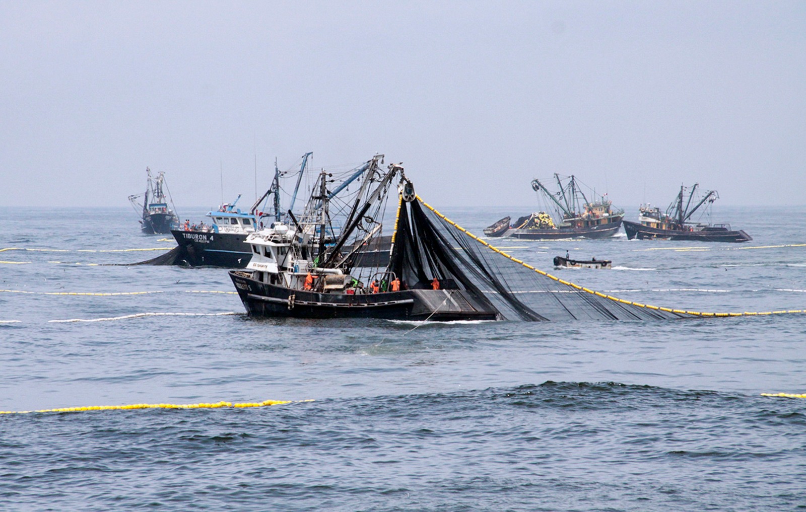 Produce autoriza pesca exploratoria de anchoveta en la zona sur del país por un periodo de 10 días